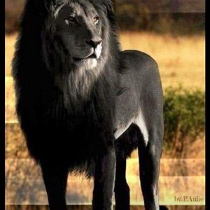 Meet your Posher, Brandi